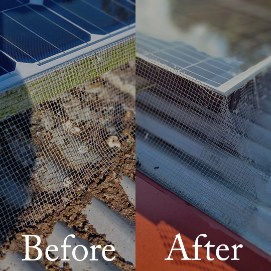 Solar Pest Control Before and After